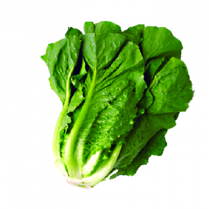 LECHUGA COSTINA