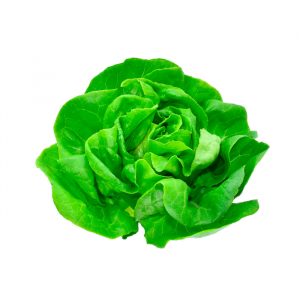 LECHUGA ESPAÑOLA