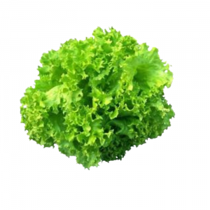 LECHUGA HIDROPÓNICA VERDE