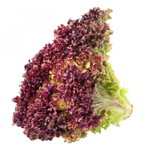 LECHUGA HIDROPÓNICA MORADA
