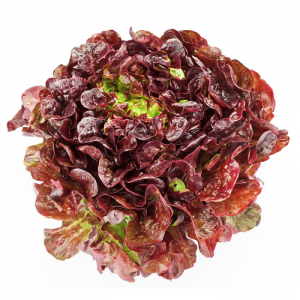 LECHUGA MARINA MORADA