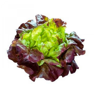 LECHUGA MORADA O FRANCESA
