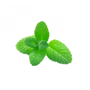 MENTA 1 KILO