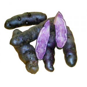 PAPA CHILOTE O NATIVA MORADA