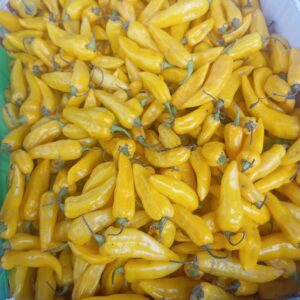AJÍ LIMA PICANTE