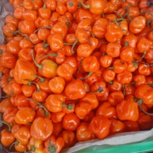 AJÍ HABANERO NARANJO