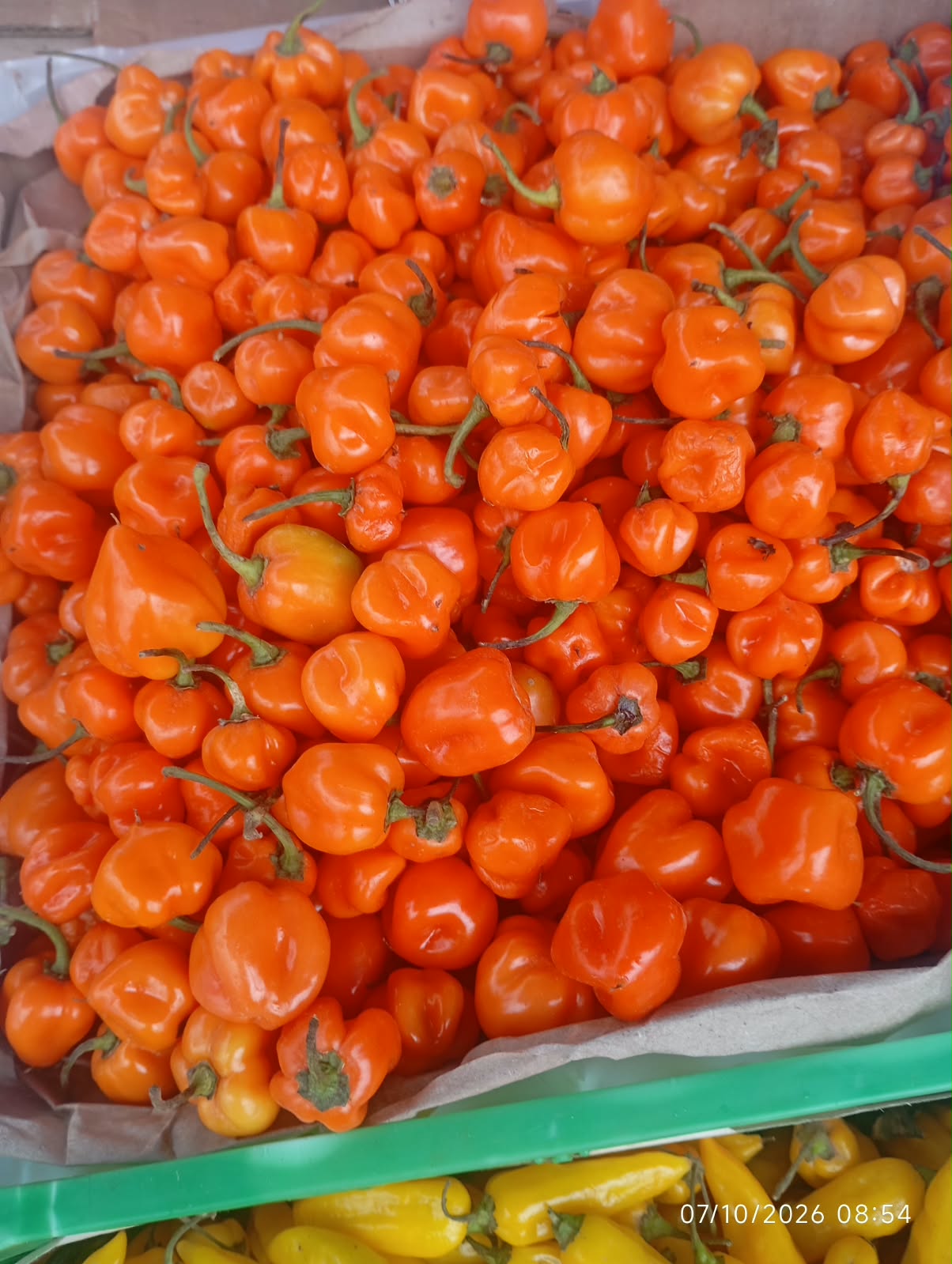 AJÍ HABANERO NARANJO
